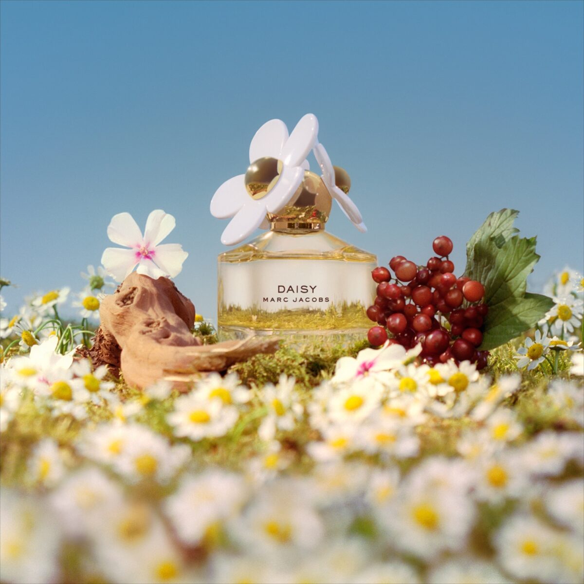 DAISY – Image 3