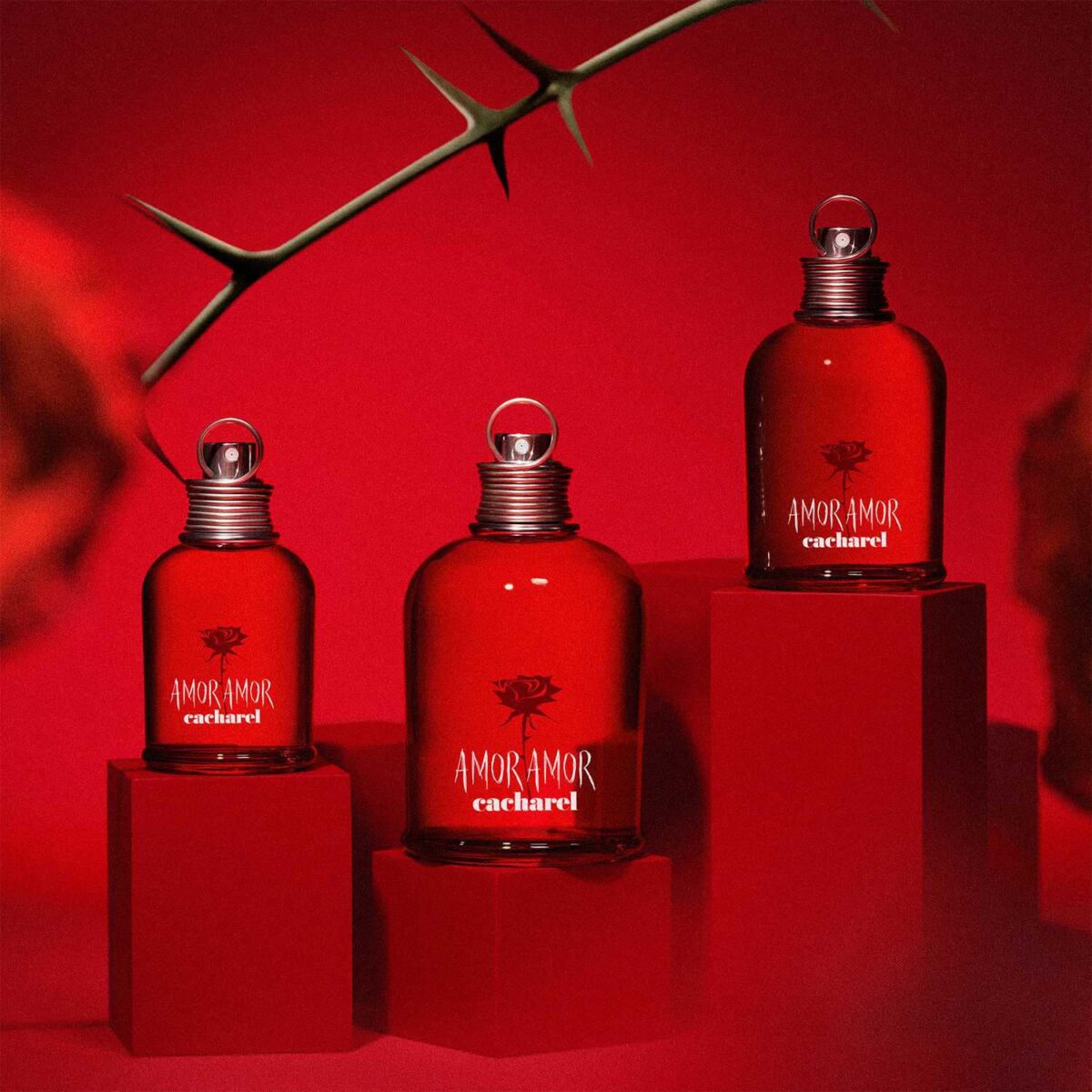 AMOR AMOR – Image 6